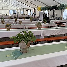 Sommerfest 2025